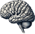 Gravure représentant un cerveau humain (vue d'artiste)